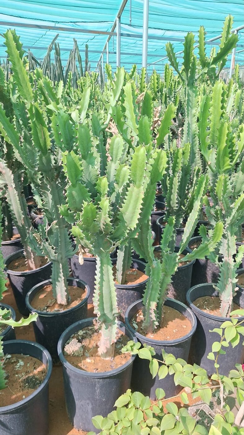 النباتات الصحراوية