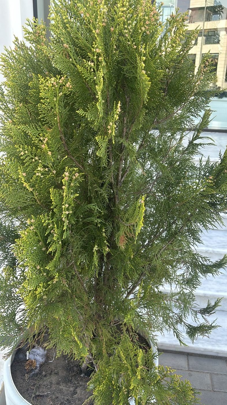نباتات السياج