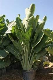 الأشجار الزينة